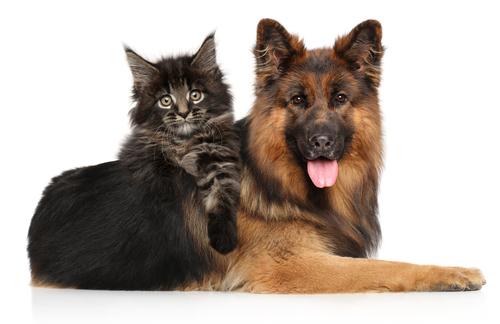 Sada navážených surovin pro kloubní výživu psů a koček